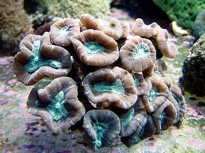 Фото Кауластрея фурката Caulastrea furcata  (photo#116714)