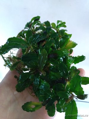 Продам набор буцефаландр