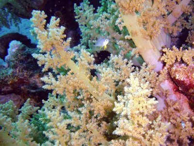 Фото Капнелла Литофитон арбореу Capnella imbricata , Lithophyton arboreum  (photo#116727)