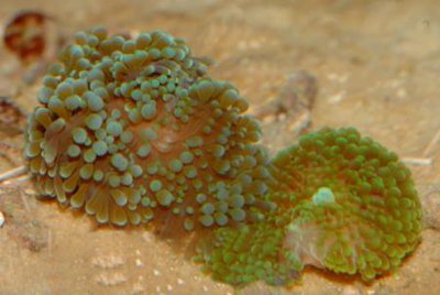 Фото Дискоактиния Флоридская Ricordea florida  (photo#116738)