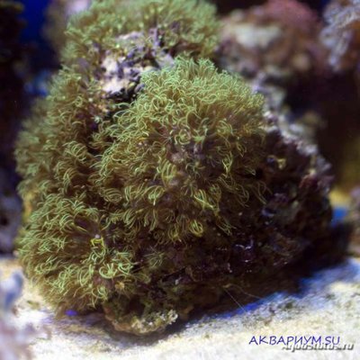 Фото Бриареум Briareum sp.  (photo#116844)