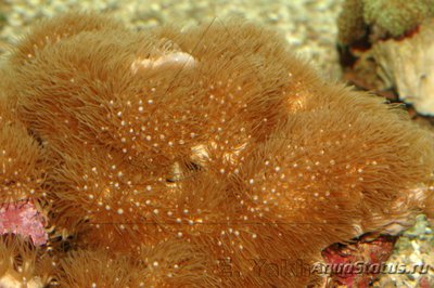 Фото Бриареум Briareum sp.  (photo#116845)