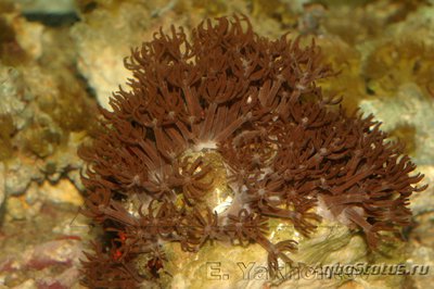 Фото Бриареум Briareum sp.  (photo#116846)