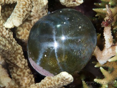 Фото Морская водоросль Ventricaria ventricosa (photo#116858)