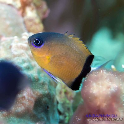 Хромис чернополосый (Chromis retrofasciata)
