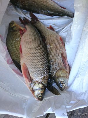 Рыбалка
