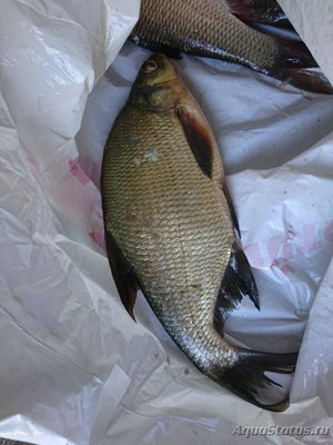 Рыбалка