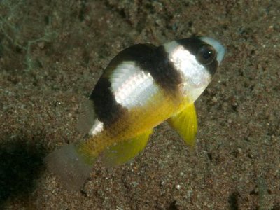 Л­асточка чернополосая ( Amblypomac­entrus breviceps )