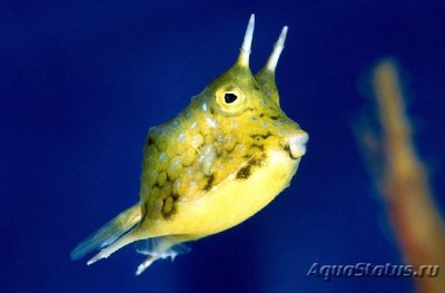 Фото Кузовок рогатый Lactoria cornuta  (photo#117396)