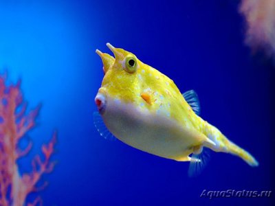 Фото Кузовок рогатый Lactoria cornuta  (photo#117397)