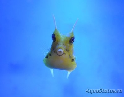 Фото Кузовок рогатый Lactoria cornuta  (photo#117398)