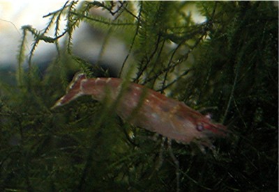 Caridina sp. Midget Black