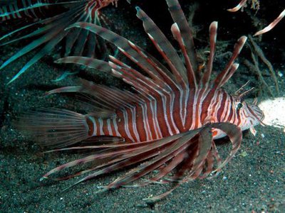 Крылатка русселя (Pterois russelli)