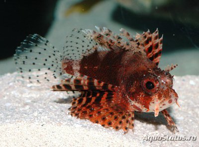 Крылатка Дендрохир красный (Dendrochirus brachypterus)