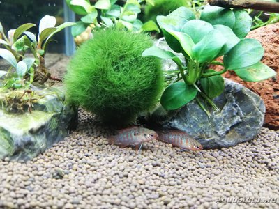 Фото AquaEl Shrimp Set Smart - дом для Рэдфайеров 20 литров Doctor_Zig  (photo#117700)
