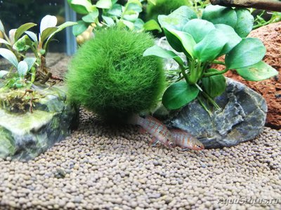 Фото AquaEl Shrimp Set Smart - дом для Рэдфайеров 20 литров Doctor_Zig  (photo#117701)