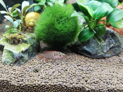 Фото AquaEl Shrimp Set Smart - дом для Рэдфайеров 20 литров Doctor_Zig  (photo#117702)