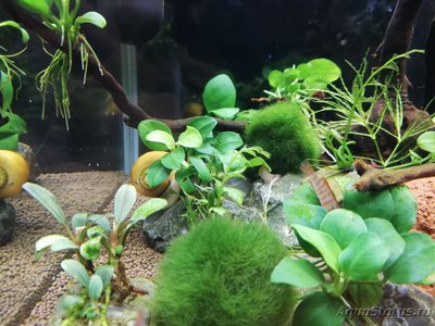 Фото AquaEl Shrimp Set Smart - дом для Рэдфайеров 20 литров Doctor_Zig  (photo#117703)