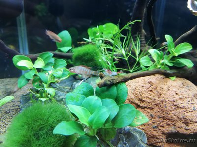 Фото AquaEl Shrimp Set Smart - дом для Рэдфайеров 20 литров Doctor_Zig  (photo#117704)
