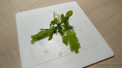 Опознание аквариумных растений