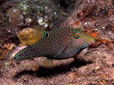 Иглобрюх папуасский (Canthigaster papua)
