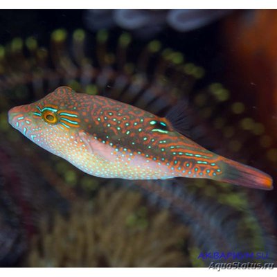 Иглобрюх Беннетта (Canthigaster bennetti)