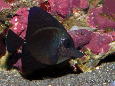 Зебрасома черная (Zebrasoma rostratum)
