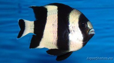 Фото Дасцилл-зебра чернохвостый Dascyllus melanurus  (photo#118067)