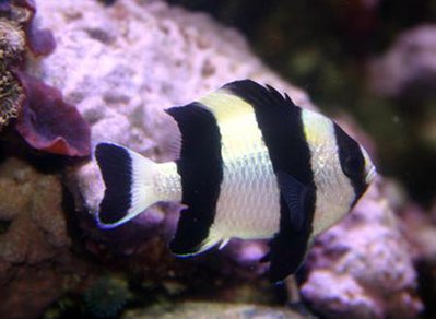 Фото Дасцилл-зебра чернохвостый Dascyllus melanurus  (photo#118068)