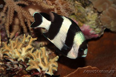 Фото Дасцилл-зебра чернохвостый Dascyllus melanurus  (photo#118069)