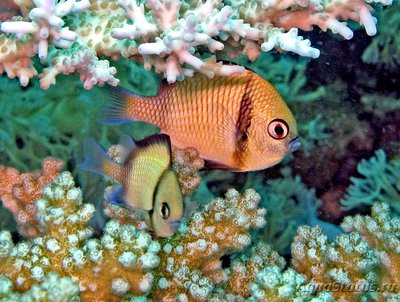 Дасцилл сетчатый (Dascyllus reticulatus)
