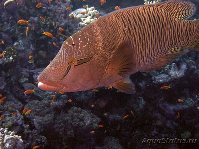 Фото Губан Рыба-Наполеон Cheilinus undulatus  (photo#118333)
