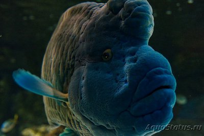 Фото Губан Рыба-Наполеон Cheilinus undulatus  (photo#118334)