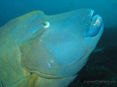 Фото Губан Рыба-Наполеон Cheilinus undulatus  (photo#118336)
