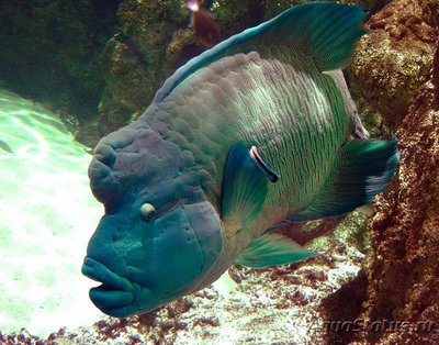 Фото Губан Рыба-Наполеон Cheilinus undulatus  (photo#118337)