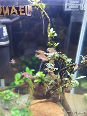 AquaEl Shrimp Set Smart - дом для Рэдфайеров 20 литров (Doctor_Zig)