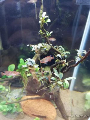 AquaEl Shrimp Set Smart - дом для Рэдфайеров 20 литров (Doctor_Zig)