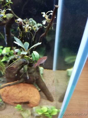 AquaEl Shrimp Set Smart - дом для Рэдфайеров 20 литров (Doctor_Zig)