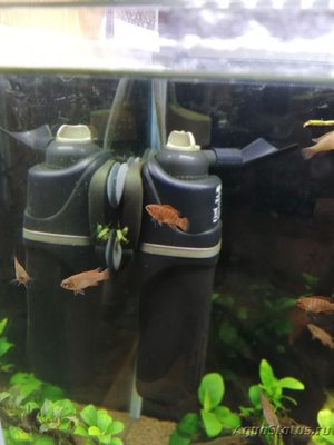 AquaEl Shrimp Set Smart - дом для Рэдфайеров 20 литров (Doctor_Zig)