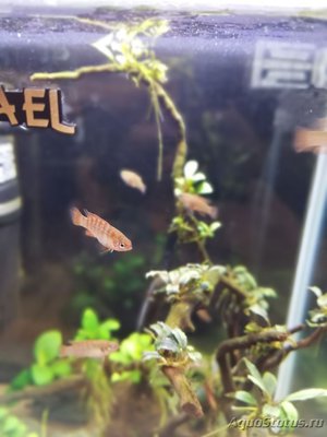 AquaEl Shrimp Set Smart - дом для Рэдфайеров 20 литров (Doctor_Zig)