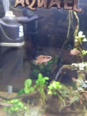 AquaEl Shrimp Set Smart - дом для Рэдфайеров 20 литров (Doctor_Zig)
