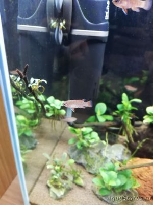AquaEl Shrimp Set Smart - дом для Рэдфайеров 20 литров (Doctor_Zig)