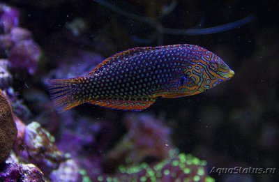 Фото Губан Макрофарингодон украшенный орнатус Macropharyngodon ornatus  (photo#118479)