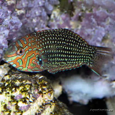 Фото Губан Макрофарингодон украшенный орнатус Macropharyngodon ornatus  (photo#118480)