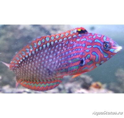 Фото Губан Макрофарингодон украшенный орнатус Macropharyngodon ornatus  (photo#118481)