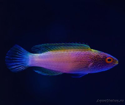 Фото Губан золотой ромбоидалис Cirrhilabrus rhomboidalis  (photo#118696)