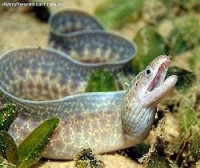 Фото Гимноторакс высокоплавничный Gymnothorax pseudothyrsoideus  (photo#118720)