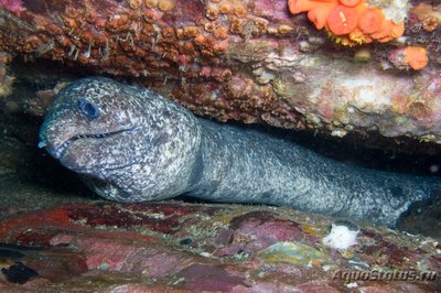 Фото Гимноторакс высокоплавничный Gymnothorax pseudothyrsoideus  (photo#118721)