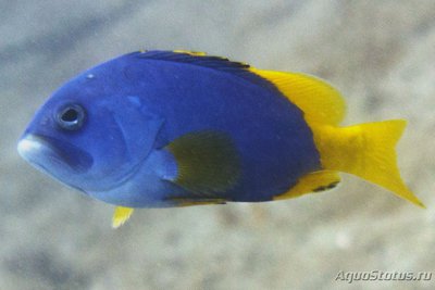 Фото Групер желто-голубой Epinephelus flavocaeruleus  (photo#118823)