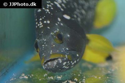 Фото Групер желто-голубой Epinephelus flavocaeruleus  (photo#118825)